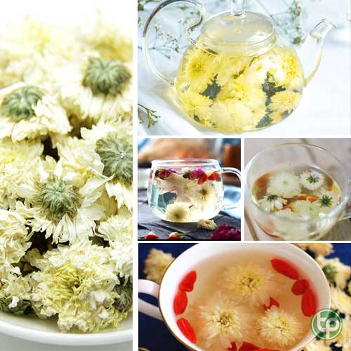 Địa chỉ kinh doanh Hoa cúc trắng tại tphcm