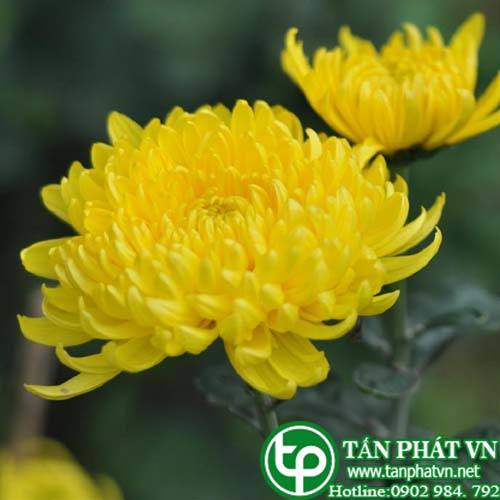 Bán Sỉ Hoa Kim Cúc Tại HCM Ở Đâu?