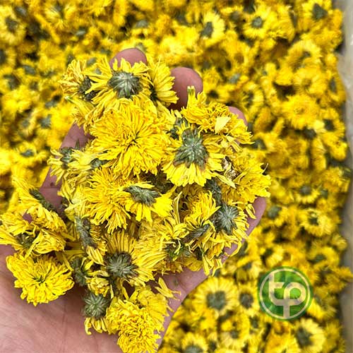 Địa Chỉ Mua Bán Hoa Cúc Vàng/Kim Cúc/Hoàng Cúc Tại HCM