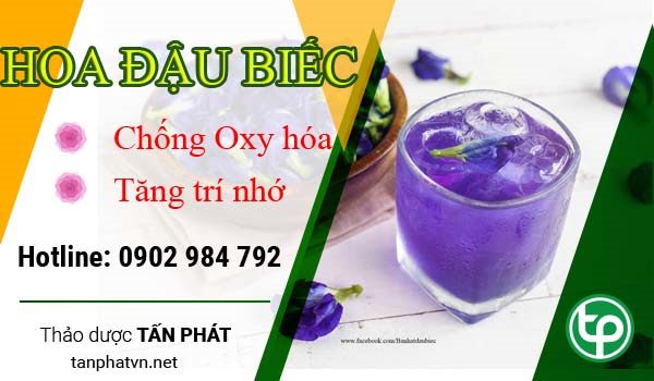 Địa Chỉ Mua Bán Hoa Đậu Biếc Tại HCM Ở Đâu? hcm