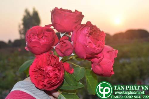 Bán Sỉ Hoa Hồng Tại HCM Ở Đâu?