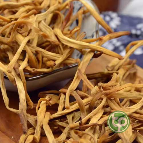 Địa Chỉ Mua Bán Hoa Kim Châm Tại HCM