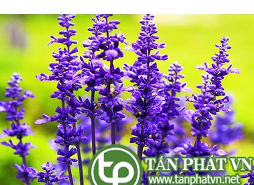 Bán Sỉ Hoa Oải Hương Tại HCM Ở Đâu?