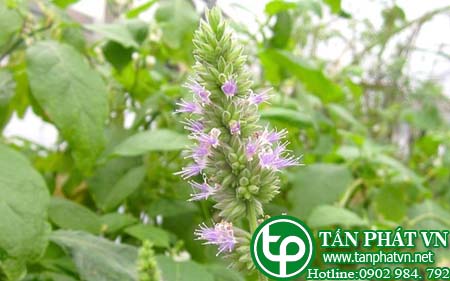 Địa Chỉ Mua Bán Hoắc Hương Tại HCM Ở Đâu?