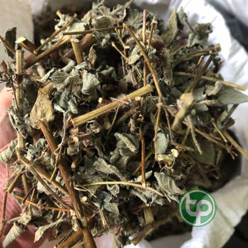 Địa Chỉ Mua Bán Hoắc Hương Tại HCM