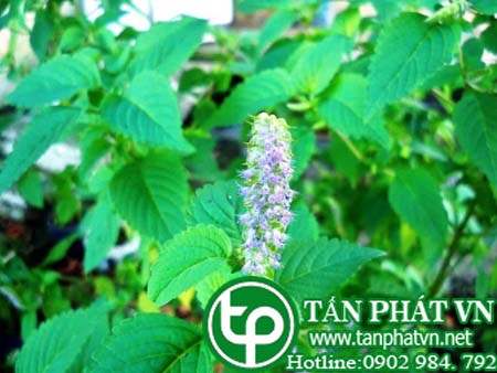 Bán Sỉ Hoắc Hương Tại HCM Ở Đâu?
