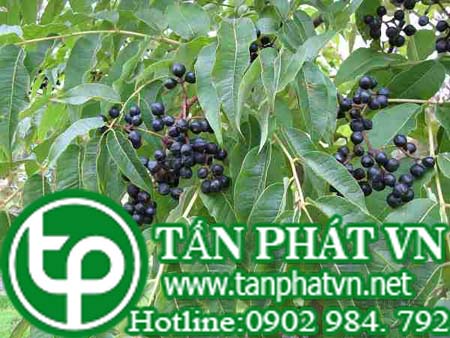 Địa Chỉ Mua Bán Hoàng Bá Tại HCM Ở Đâu?