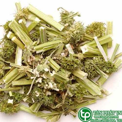 Địa Chỉ Mua Bán Ích Mẫu Tại TPHCM