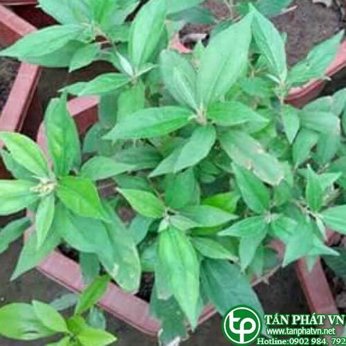 Bán Sỉ Khổ Sâm Tại HCM Ở Đâu?