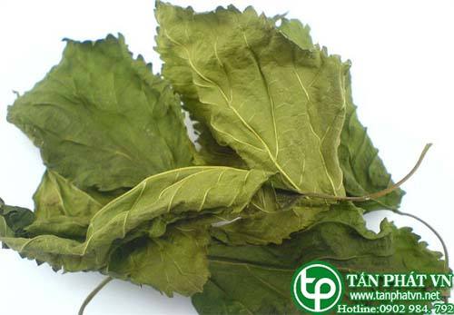 Ban Si La Dau Tam Tai HCM O Dau? Ban Si La Dau Tam Tai HCM O Dau?