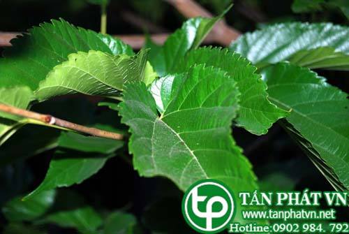 Bán Sỉ Lá Dâu Tằm Tại HCM Ở Đâu? Bán Sỉ Lá Dâu Tằm Tại HCM Ở Đâu?