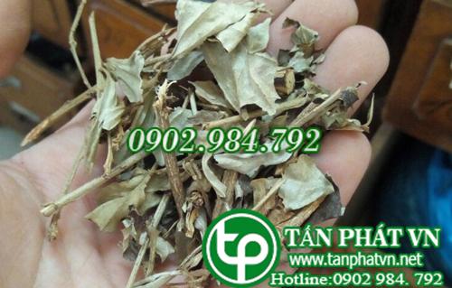  phân phối Lá Khổ Sâm tại TP.HCM
