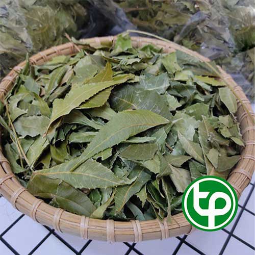 Địa Chỉ Mua Bán Lá Neem Tại TPHCM Địa Chỉ Mua Bán Lá Neem Tại TPHCM