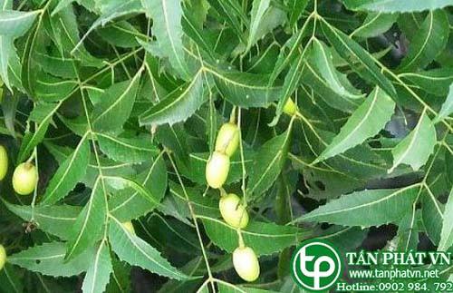 Bán Sỉ Lá Neem Tại HCM Ở Đâu?