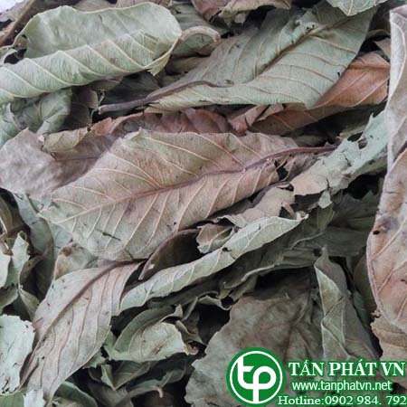 Bán Sỉ Lá Ổi Tại TPHCM Ở Đâu?
