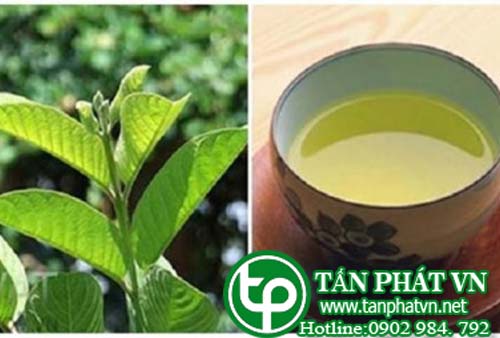 Địa Chỉ Bán Sỉ Lá Ổi Tại HCM 