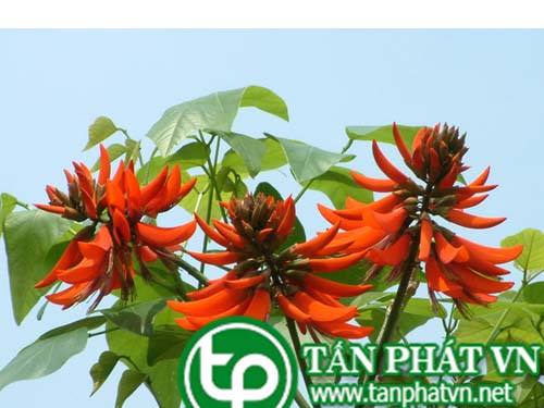 Bán Sỉ Lá Vông Nem Tại HCM Ở Đâu?