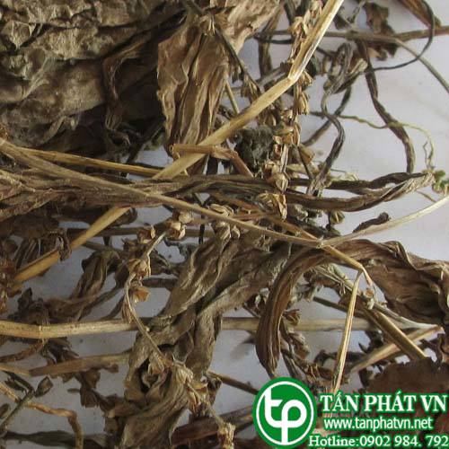 Địa Chỉ Mua Bán Mã Đề Tại TPHCM