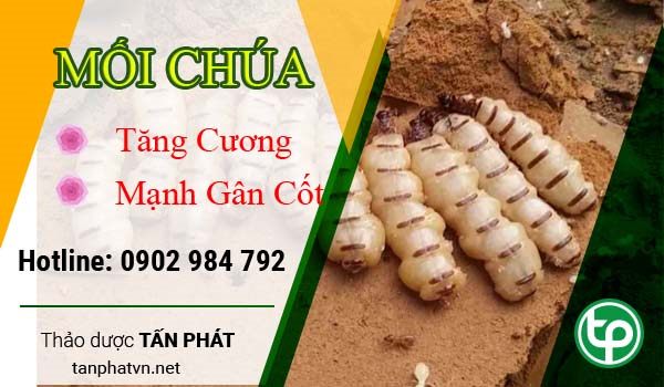 1️⃣ Địa Chỉ Mua Bán Mối Chúa Tại HCM ™【26k/Con】Tăng Cương