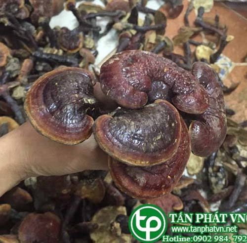 Bán Sỉ Nấm Lim Xanh Rừng Tại HCM Ở Đâu?