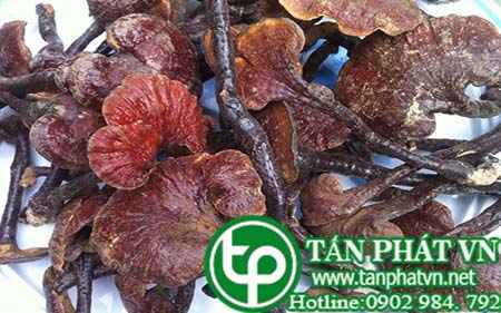 Bán Sỉ Nấm Lim Xanh Rừng Tại HCM Ở Đâu? Bán Sỉ Nấm Lim Xanh Rừng Tại HCM Ở Đâu?