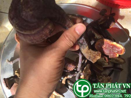Ban Si Nam Lim Xanh Trong Tai HCM O Dau?