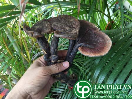 Địa Chỉ Mua Bán Nấm Lim Xanh Rừng Tại HCM Ở Đâu?