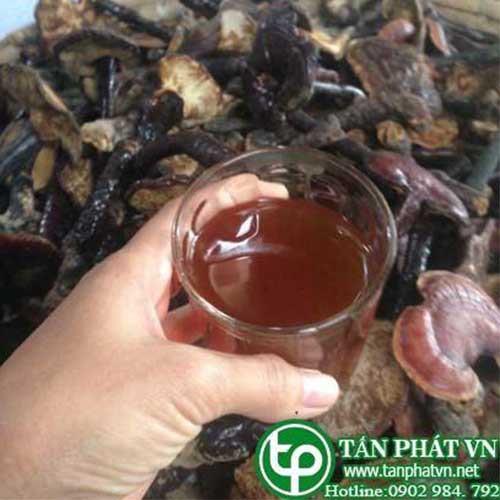 Nấm Lim Xanh Rừng tại TP.HCM