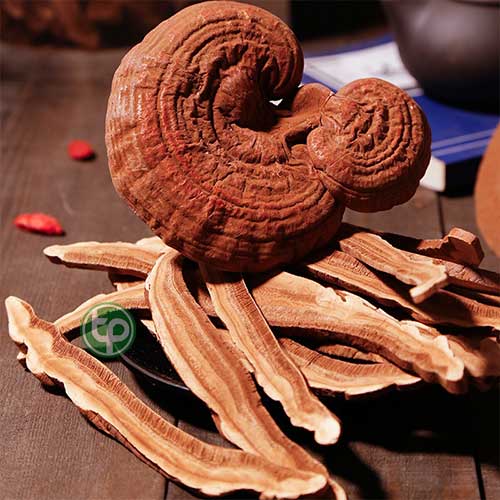 Địa Chỉ Mua Bán Nấm Linh Chi Rừng Tại HCM Ở Đâu?