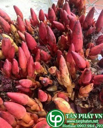Địa Chỉ Mua Bán Nấm Tỏa Dương Tại HCM Ở Đâu?