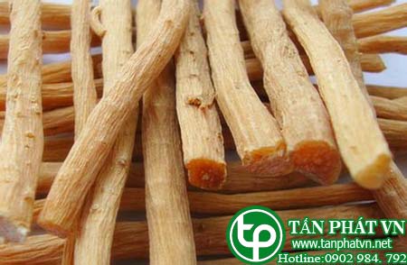 Bán Sỉ Ngưu Tất Tại HCM Ở Đâu?