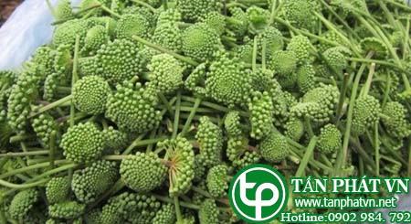 Địa Chỉ Mua Bán Nụ Hoa Tam Thất Tại HCM Ở Đâu?