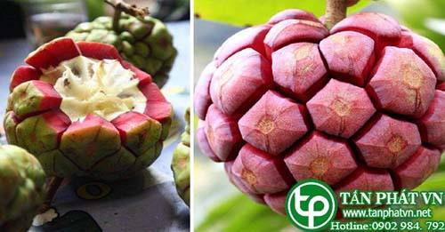 Địa Chỉ Mua Bán Quả Na Rừng Tại TPHCM