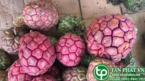 Địa Chỉ Mua Bán Quả Na Rừng Tại HCM Ở Đâu?