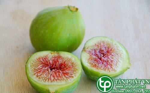 Địa Chỉ Mua Bán Quả Sung Tại HCM Ở Đâu? tphcm