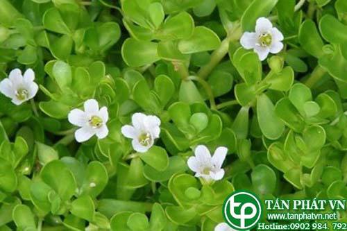 Bán Sỉ Rau Đắng Tại HCM Ở Đâu?