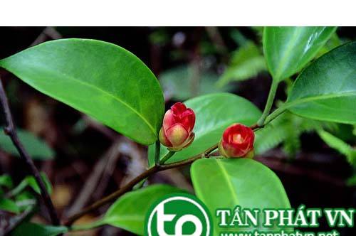 Bán Sỉ Rễ Cây Na Rừng Tại HCM Ở Đâu?