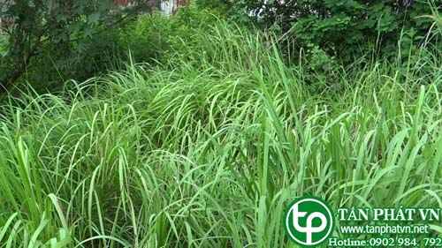 Địa Chỉ Mua Bán Bạch Mao Căn Tại HCM Ở Đâu?