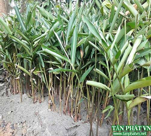 Bán Sỉ Sa Nhân Tại HCM Ở Đâu?