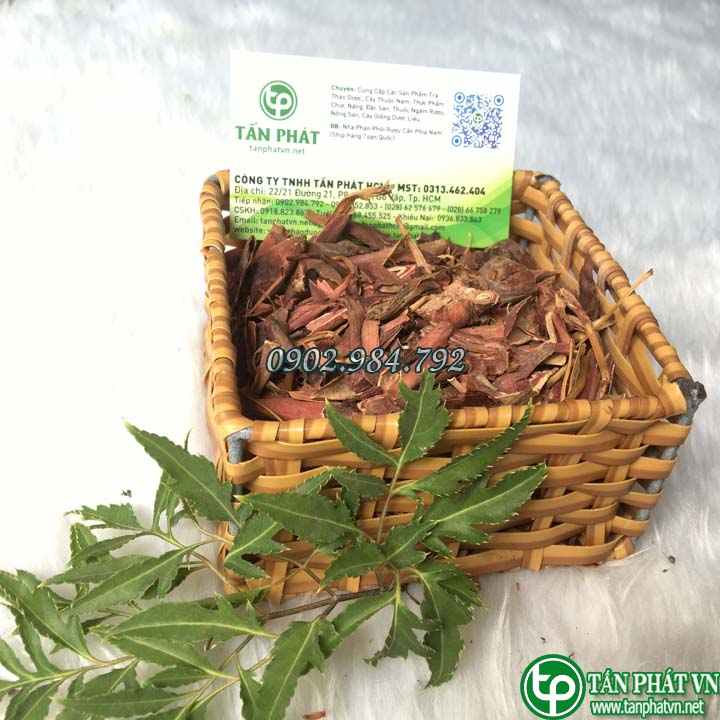 Địa Chỉ Mua Bán Sâm Đại Hành Tại TPHCM Địa Chỉ Mua Bán Sâm Đại Hành Tại TPHCM