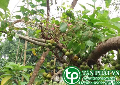 Bán Sỉ Tầm Gửi Ngái Tại HCM Ở Đâu?