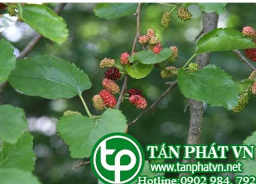Bán Sỉ Vỏ Rễ Dâu Tại HCM Ở Đâu?