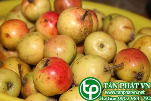 Địa Chỉ Mua Bán Sơn Tra ( Táo Mèo) Tại HCM Ở Đâu?