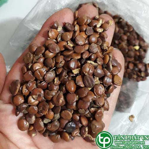 Ban Si Tao Xa Nhan Tai HCM O Dau?