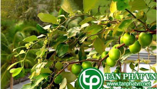 Địa Chỉ Mua Bán Táo Xa Nhân Tại HCM Ở Đâu?