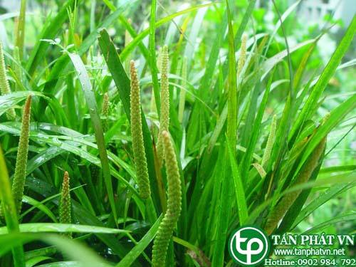 Bán Sỉ Thạch Xương Bổ Tại HCM Ở Đâu?