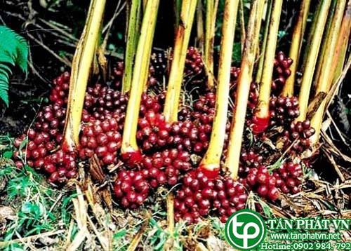Địa Chỉ Mua Bán Thảo Quả Tại HCM Ở Đâu?