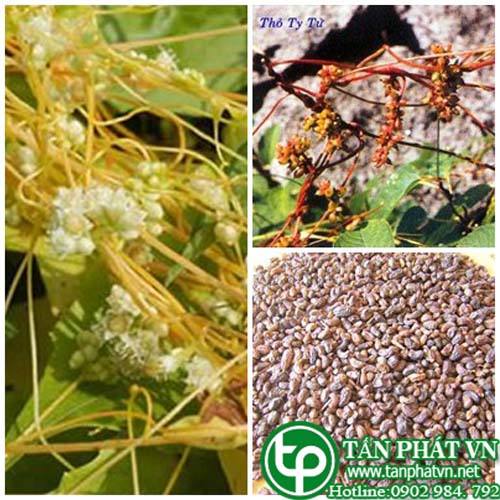 Bán Sỉ Thỏ Ty Thử Tại HCM Ở Đâu?