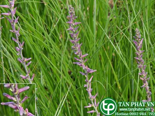 Địa Chỉ Mua Bán Tri Mẫu Tại HCM Ở Đâu?