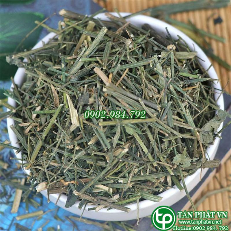 xuyên tâm liên - Tấn Phát Sài Gòn